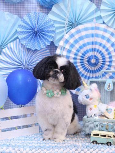 20231111たいがくん